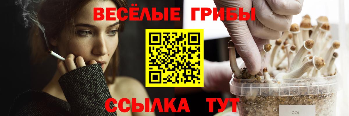 Кизляр  купить   Псилоцибиновые грибы MAGIC MUSHROOMS  Вход с VPN  Галлюциногенные грибы GOLDEN TEACHER 